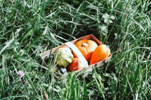 Photo harvest festival